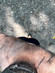 bearfeet10